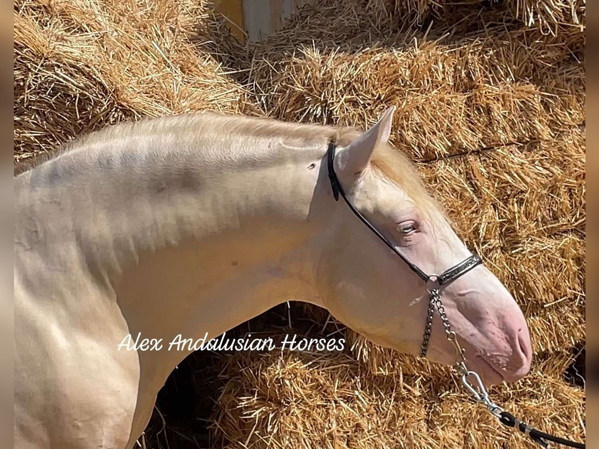 PRE Croisé Étalon 3 Ans 160 cm Cremello in Sevilla