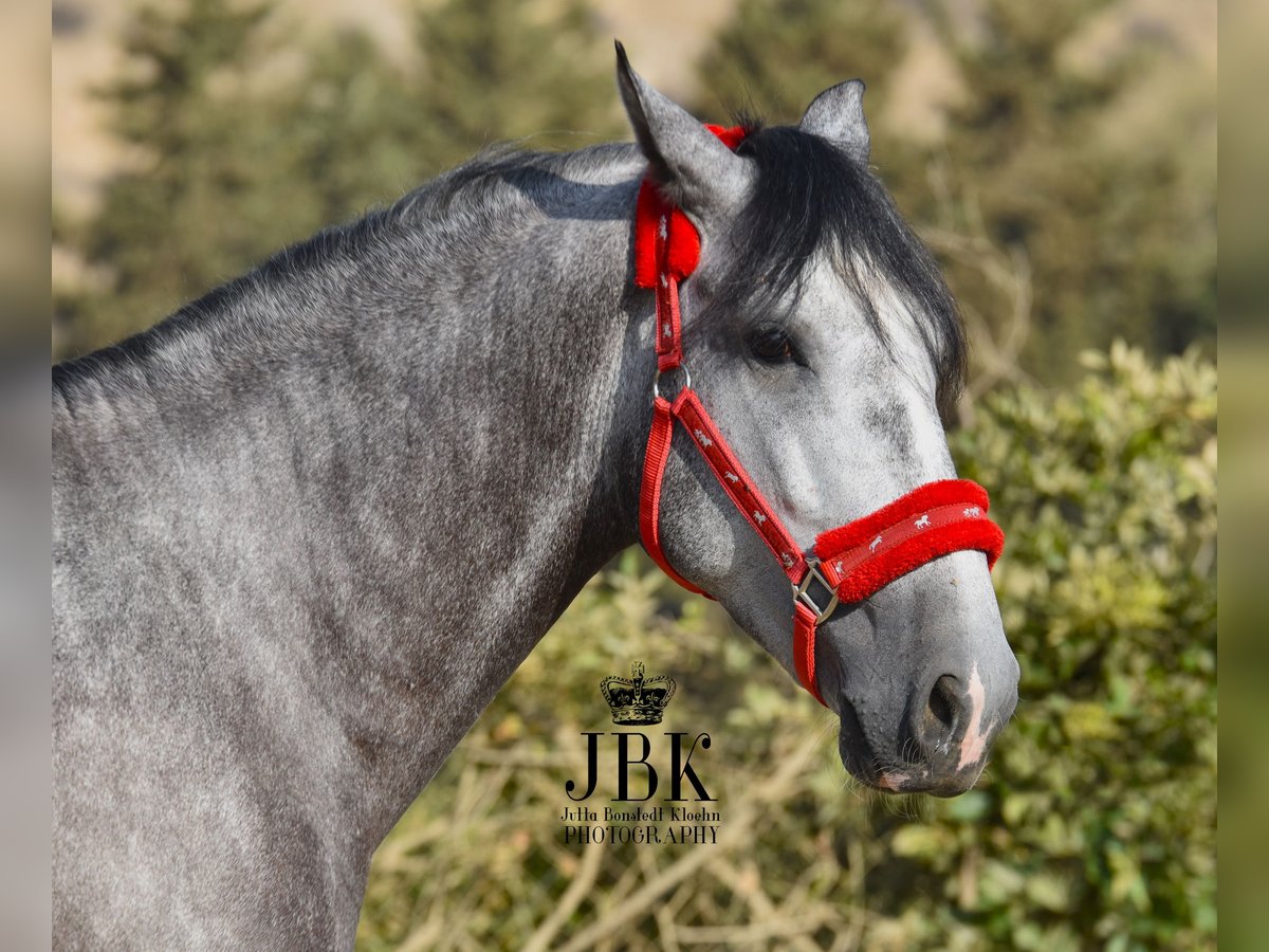 PRE Étalon 3 Ans 160 cm Gris in Tabernas Almeria