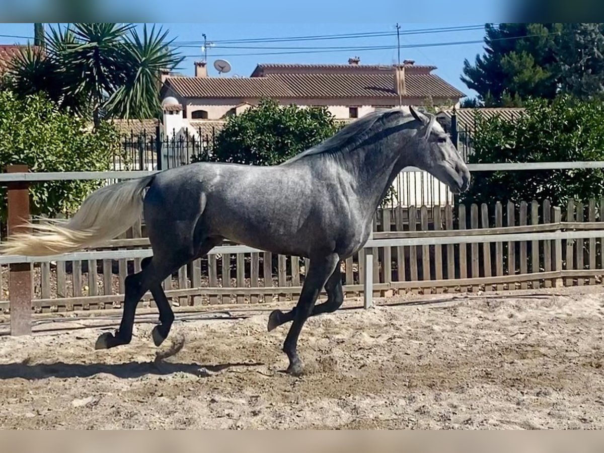 PRE Croisé Étalon 3 Ans 160 cm Gris pommelé in Martfeld