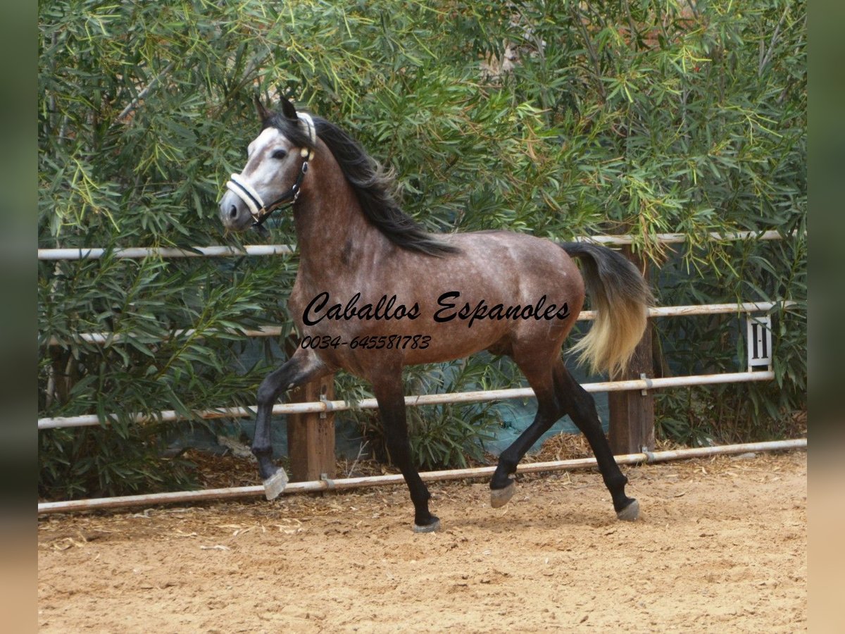 PRE Étalon 3 Ans 160 cm Gris pommelé in Vejer de la Frontera