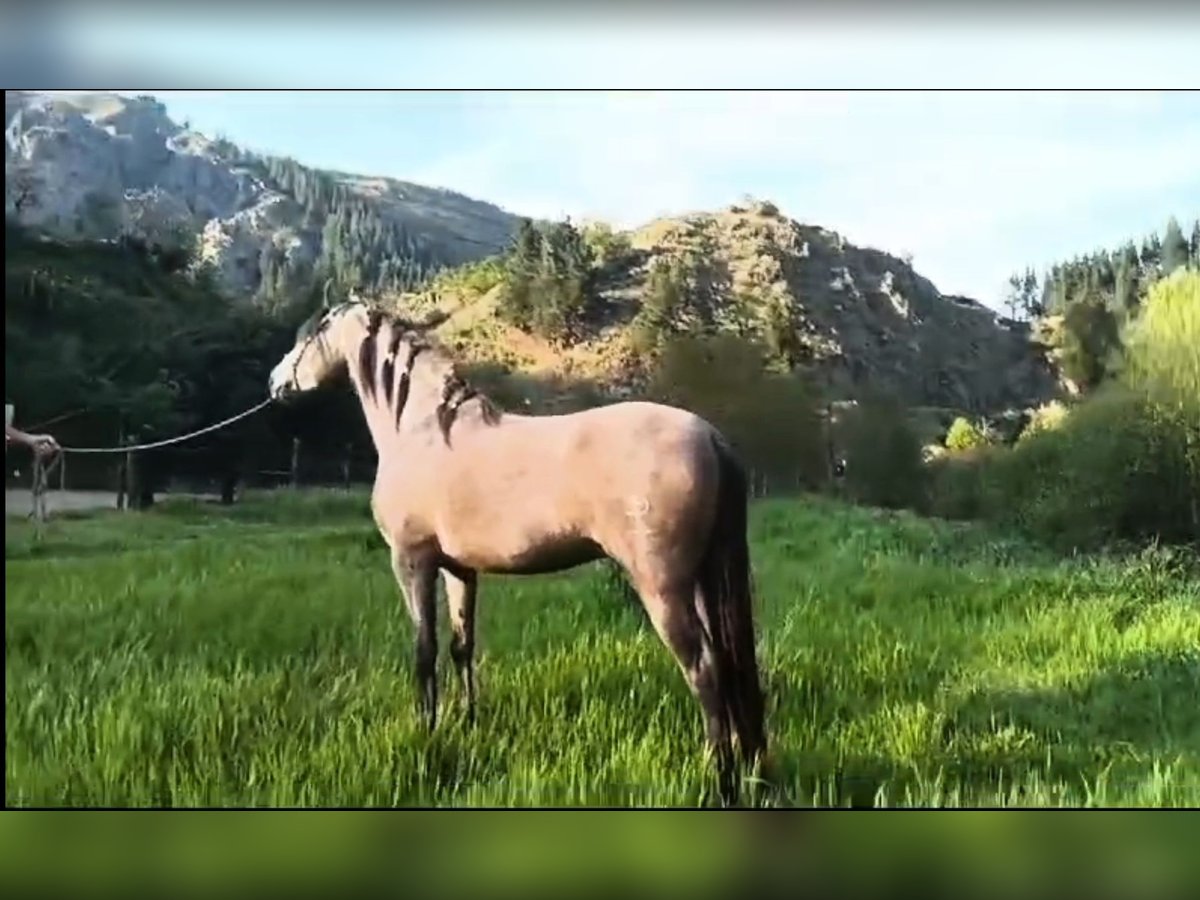 PRE Étalon 3 Ans 160 cm Gris in Cangas del narcea