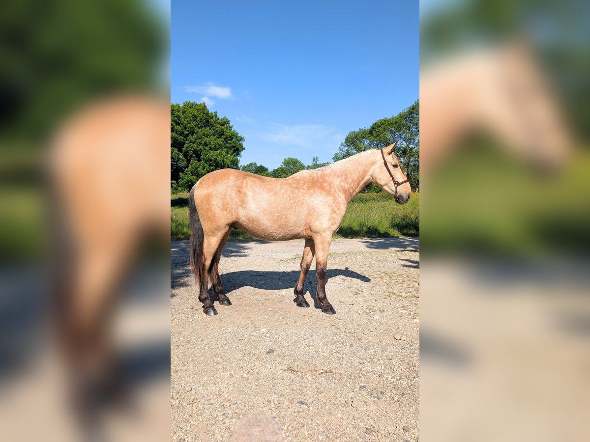 PRE Croisé Étalon 3 Ans 160 cm Isabelle in CAUMONT