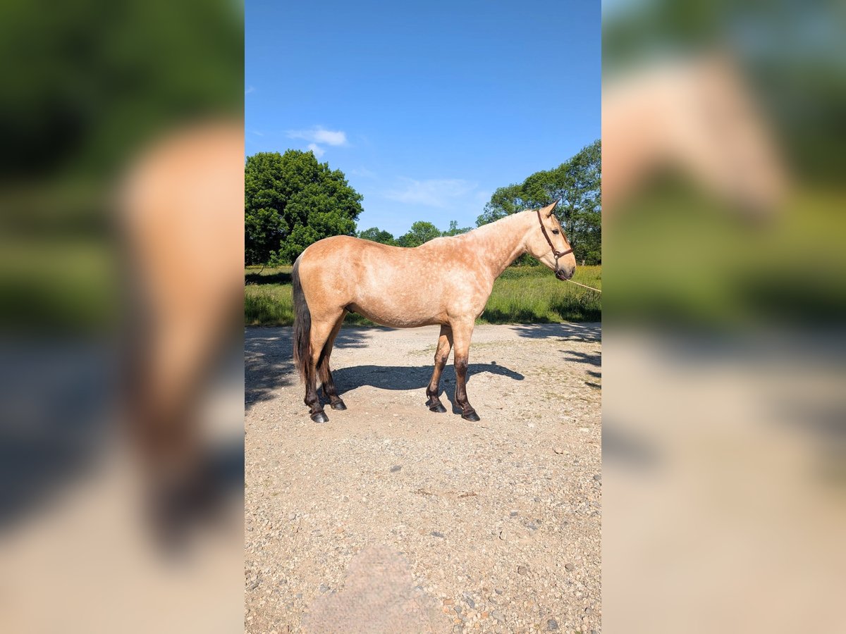 PRE Croisé Étalon 3 Ans 160 cm Isabelle in CAUMONT