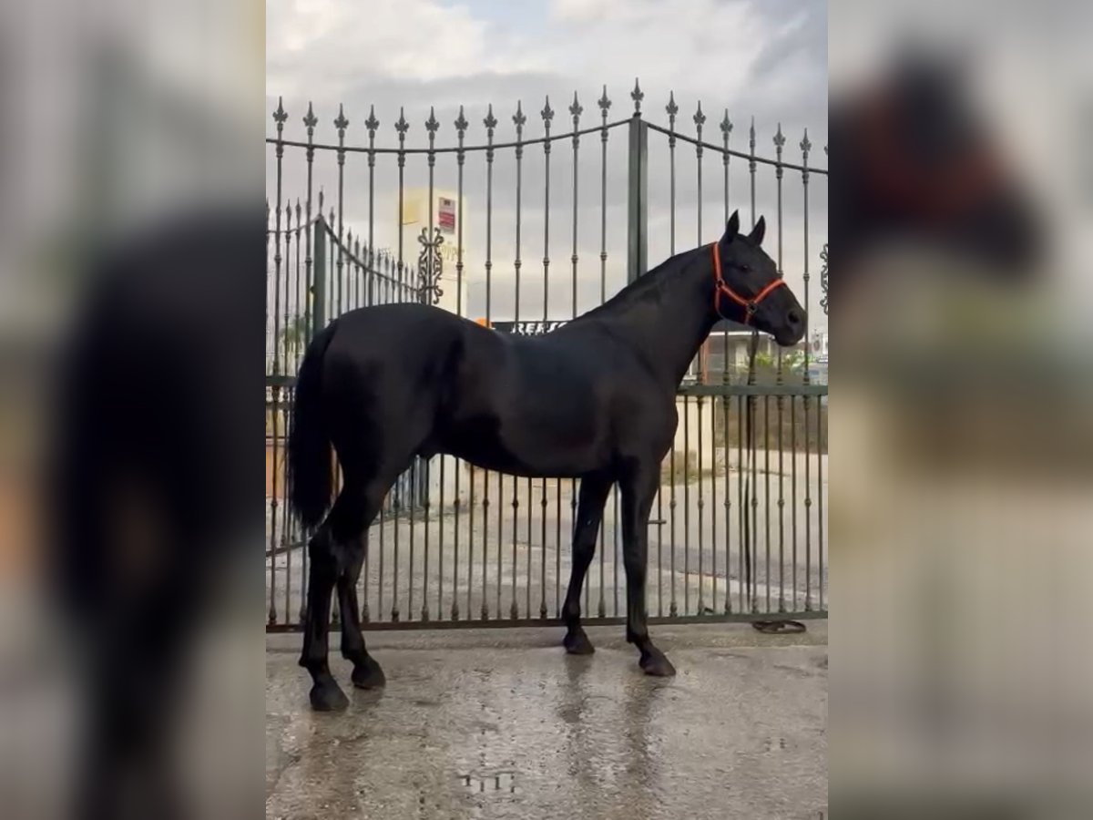 PRE Étalon 3 Ans 160 cm Noir in Malaga, Andalusia