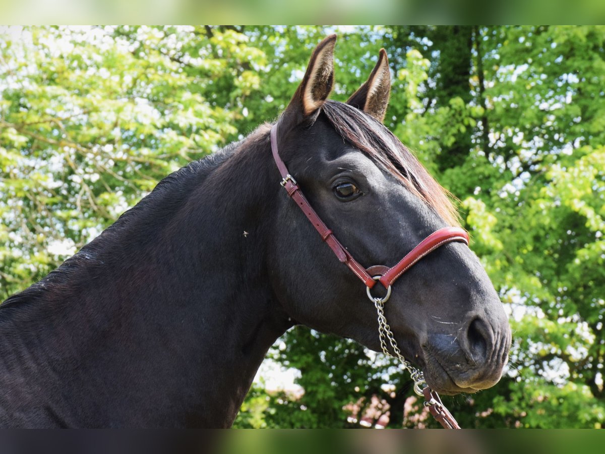 PRE Croisé Étalon 3 Ans 160 cm Noir in Caumont