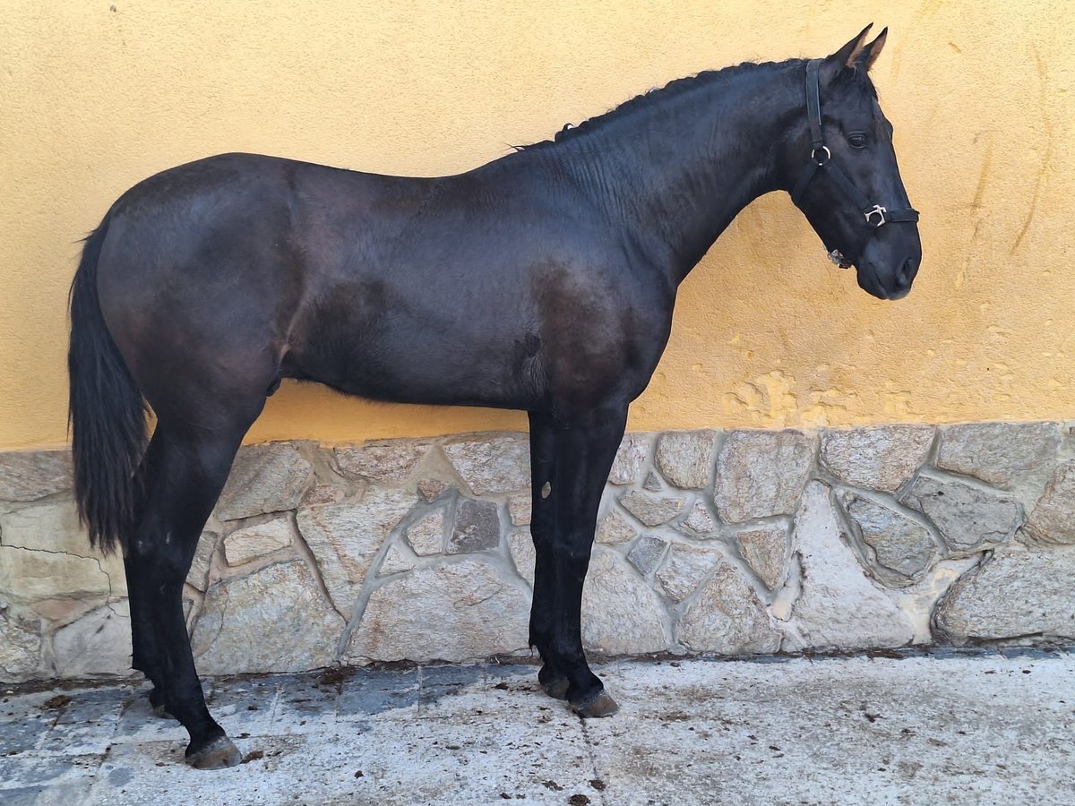 PRE Croisé Étalon 3 Ans 160 cm Noir in Sax