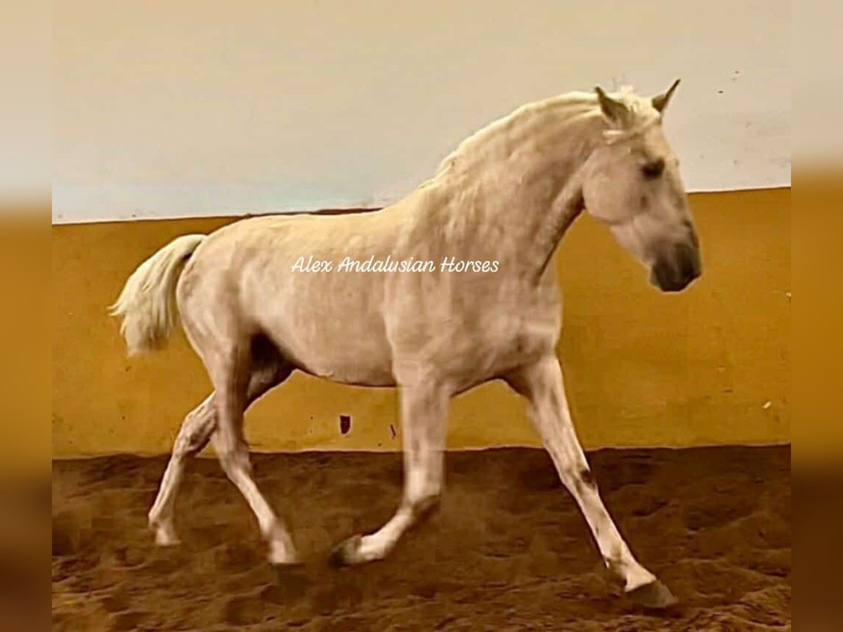 PRE Croisé Étalon 3 Ans 160 cm Palomino in Sevilla