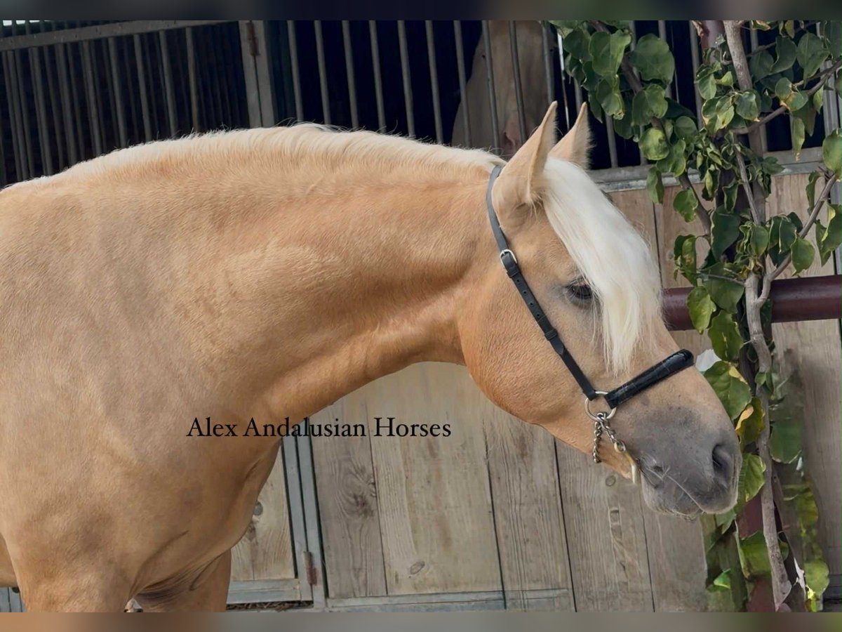 PRE Croisé Étalon 3 Ans 160 cm Palomino in Sevilla
