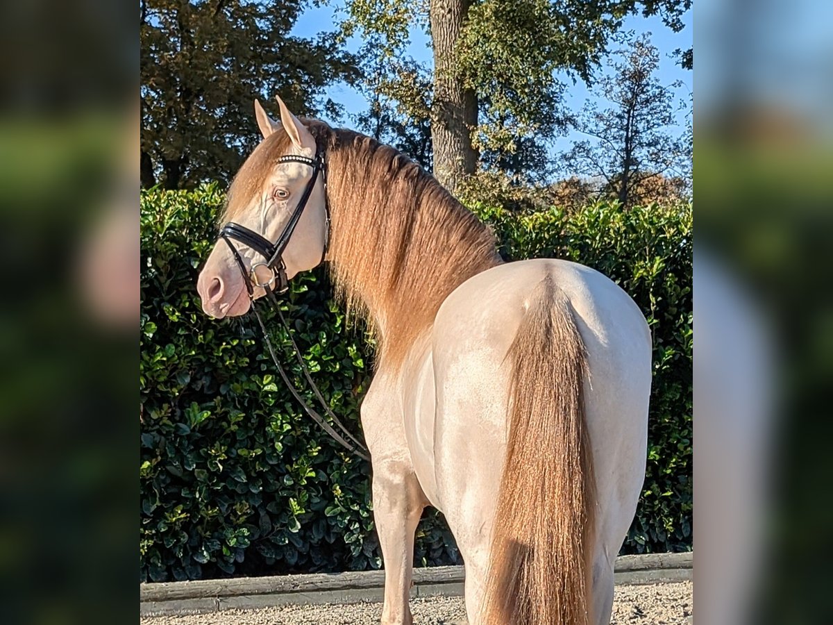 PRE Étalon 3 Ans 160 cm Perle in Twistringen