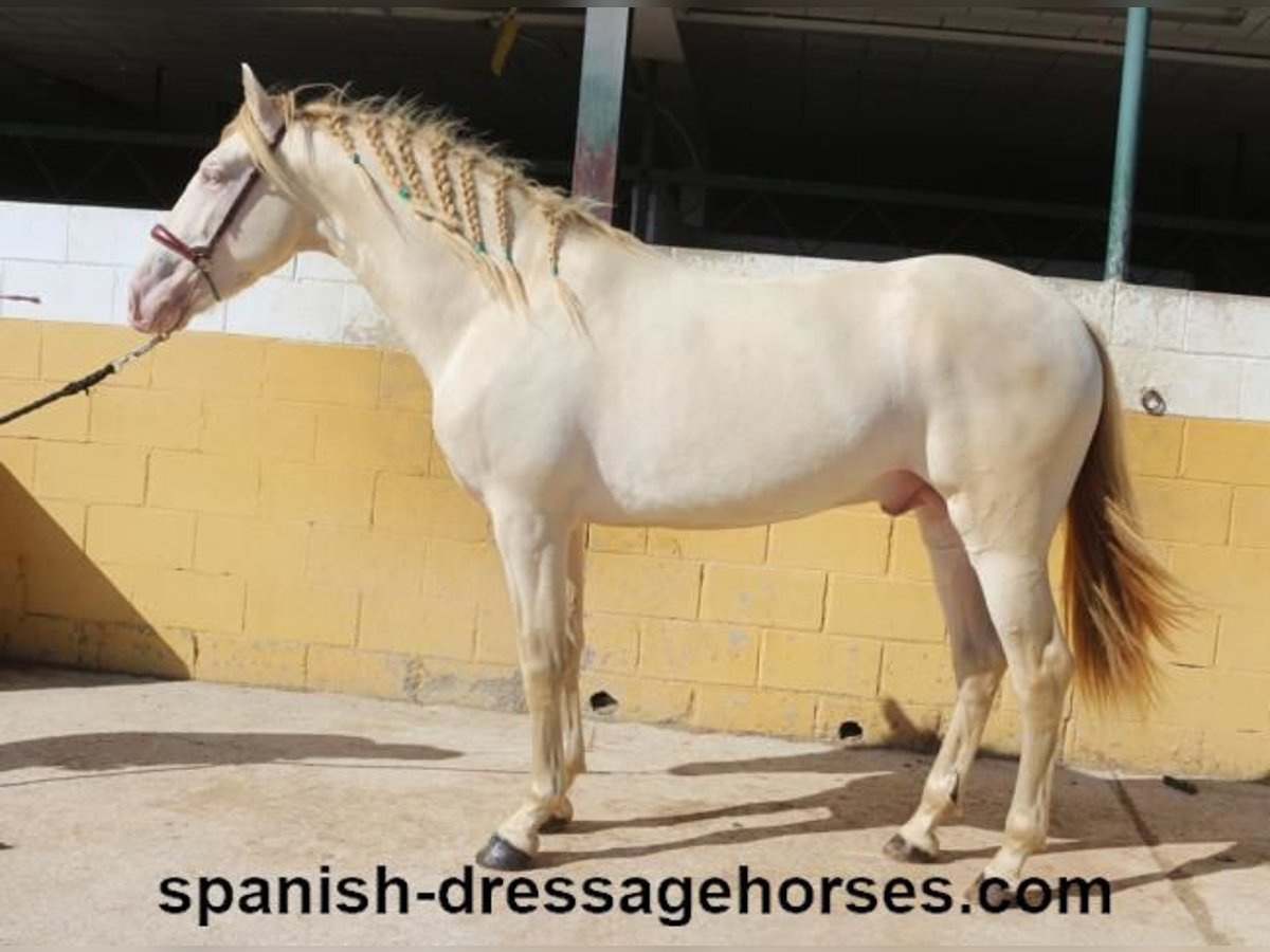 PRE Croisé Étalon 3 Ans 160 cm Perlino in Barcelona