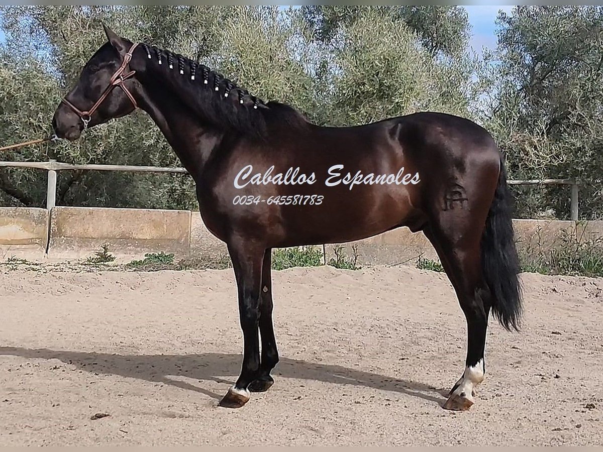 PRE Étalon 3 Ans 161 cm Noir in Vejer de la Frontera