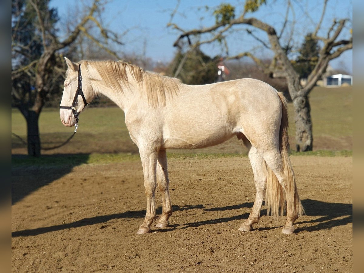 PRE Croisé Étalon 3 Ans 161 cm Perlino in Visz