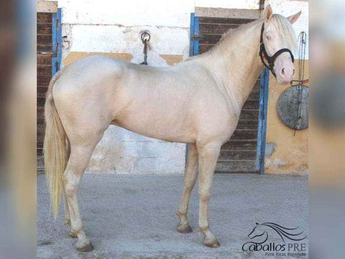 PRE Étalon 3 Ans 161 cm Perlino in Alicante