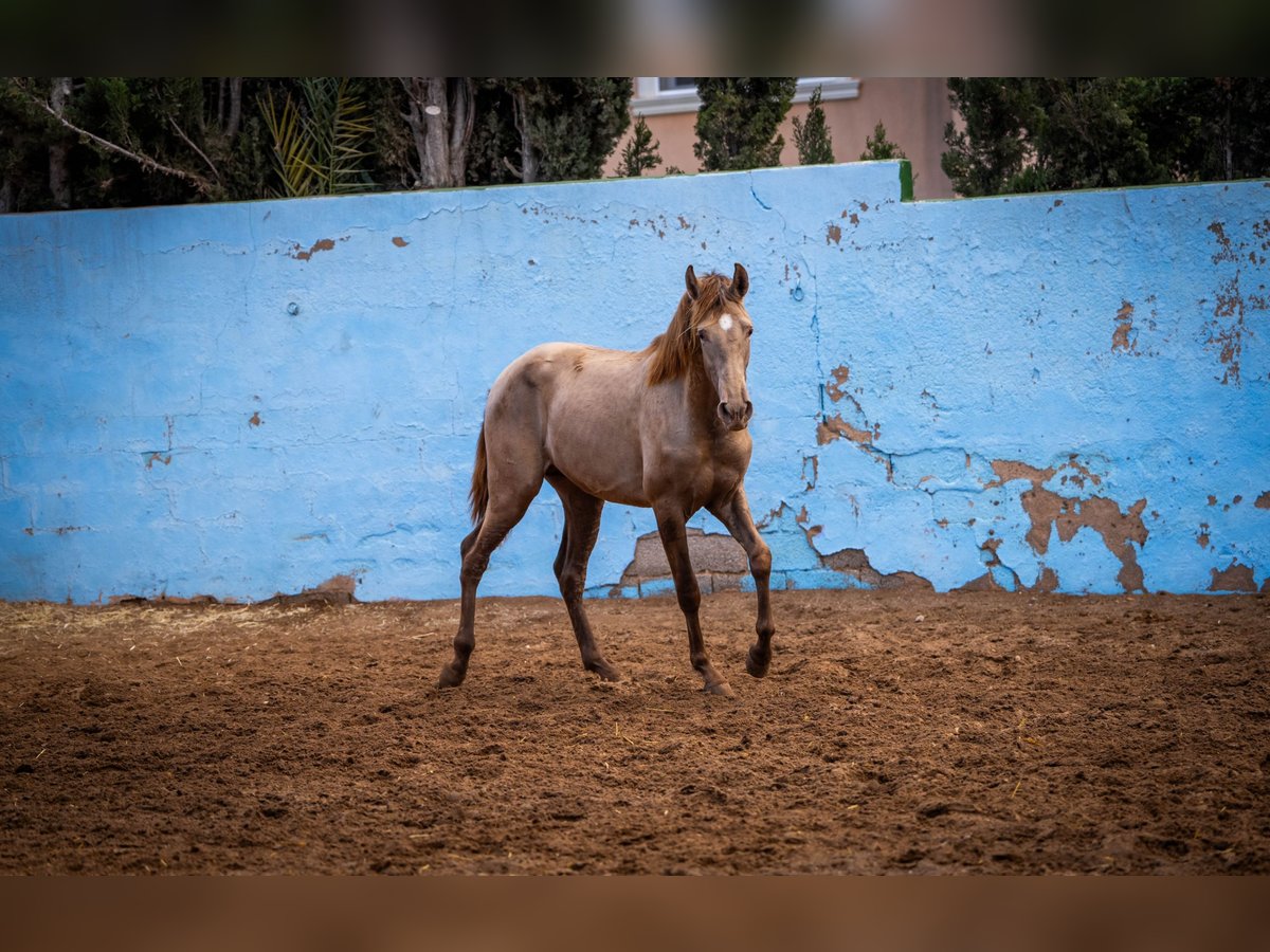 PRE Croisé Étalon 3 Ans 162 cm Champagne in Valencia