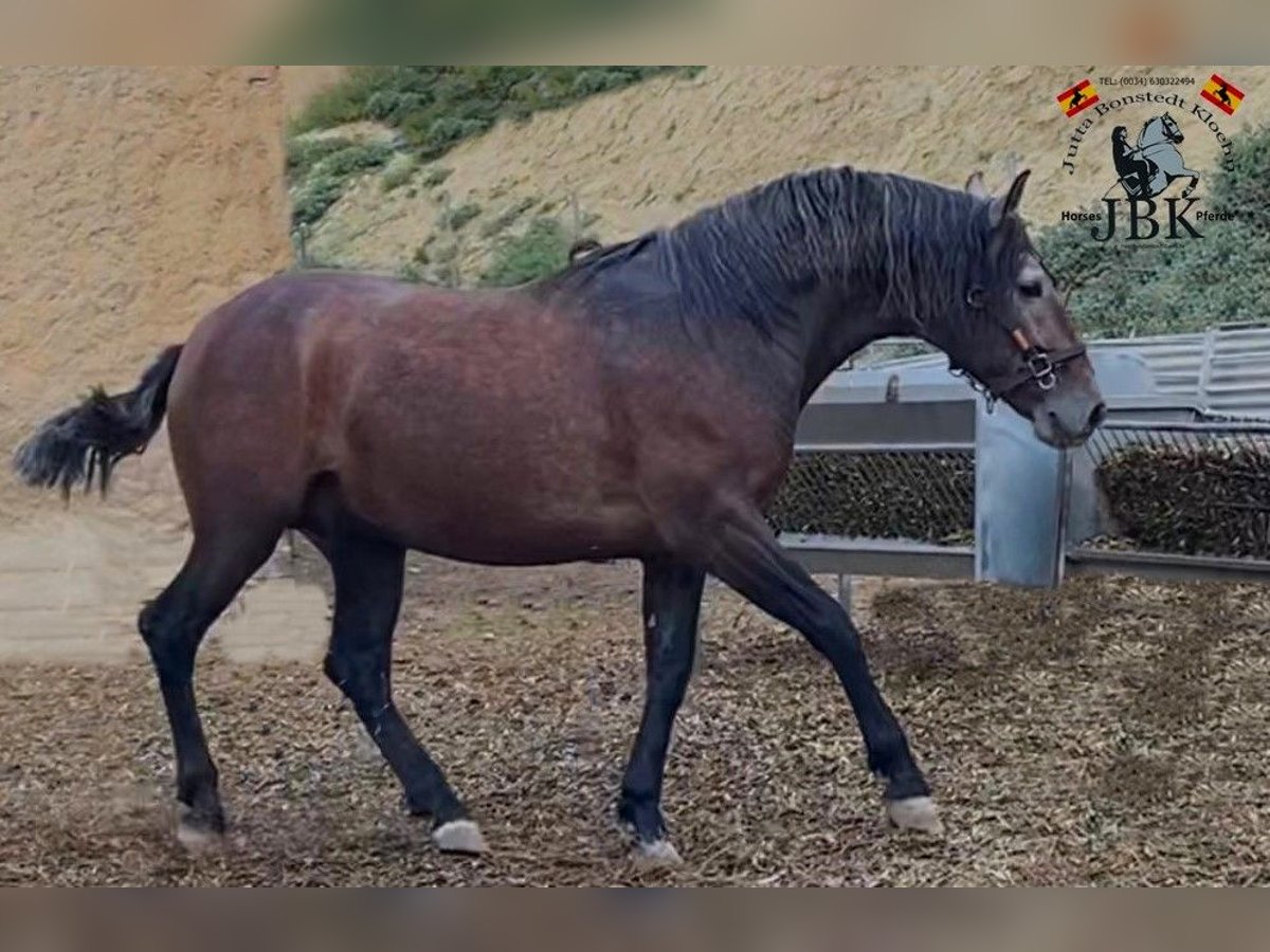 PRE Croisé Étalon 3 Ans 162 cm Gris in Tabernas Almería