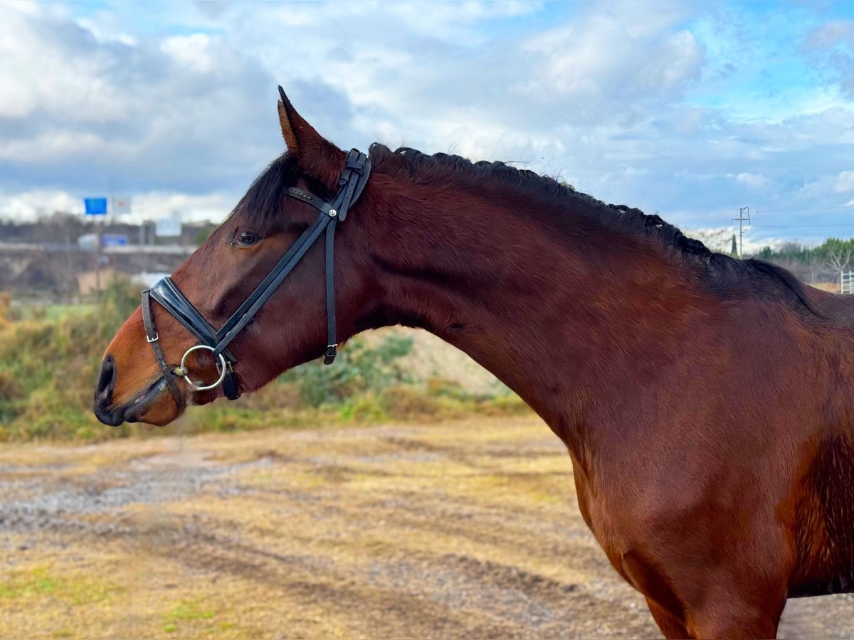 PRE Croisé Étalon 3 Ans 163 cm Bai in Calatayud