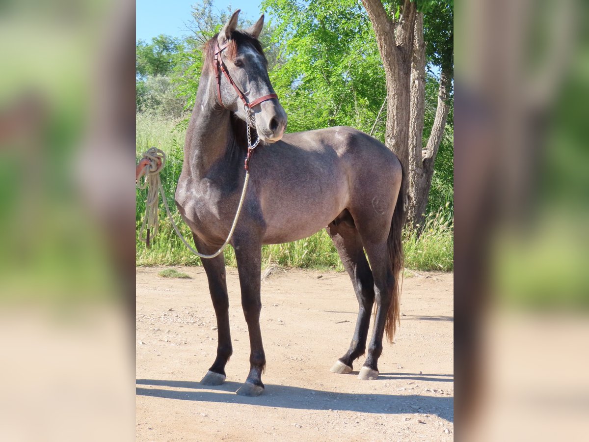 PRE Croisé Étalon 3 Ans 163 cm Gris in Torres De La Alameda