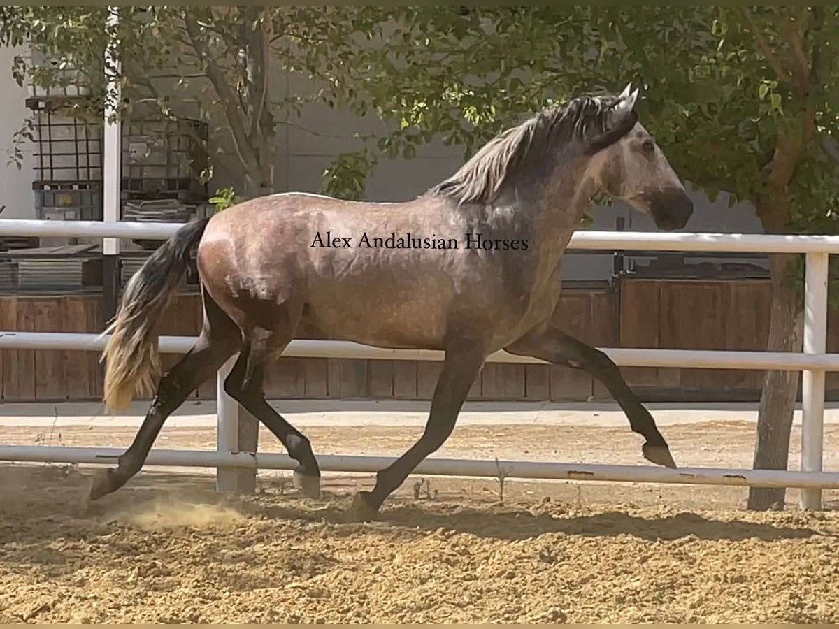 PRE Croisé Étalon 3 Ans 163 cm Gris in Sevilla