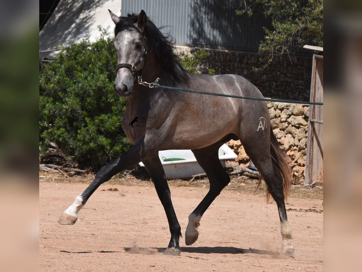 PRE Étalon 3 Ans 163 cm Gris in Menorca