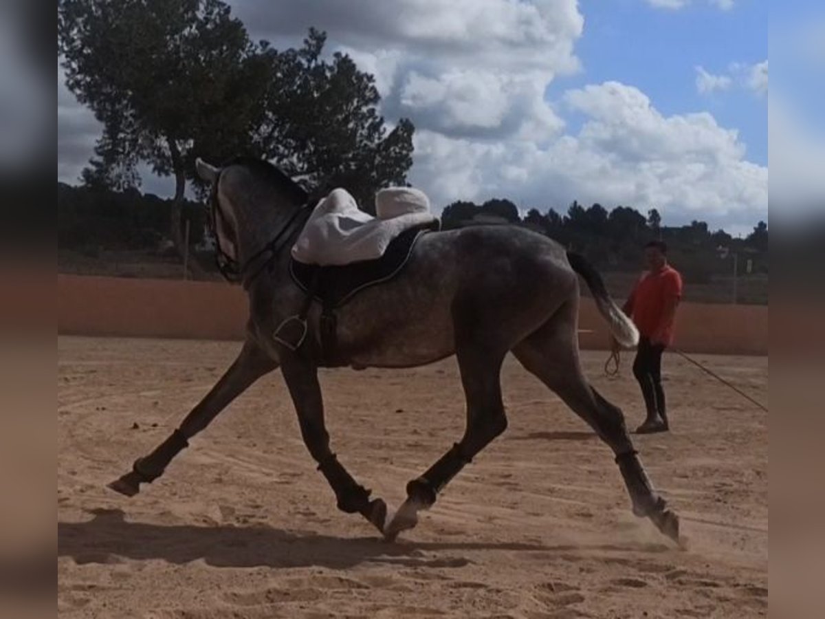 PRE Étalon 3 Ans 163 cm Gris pommelé in Pedralba