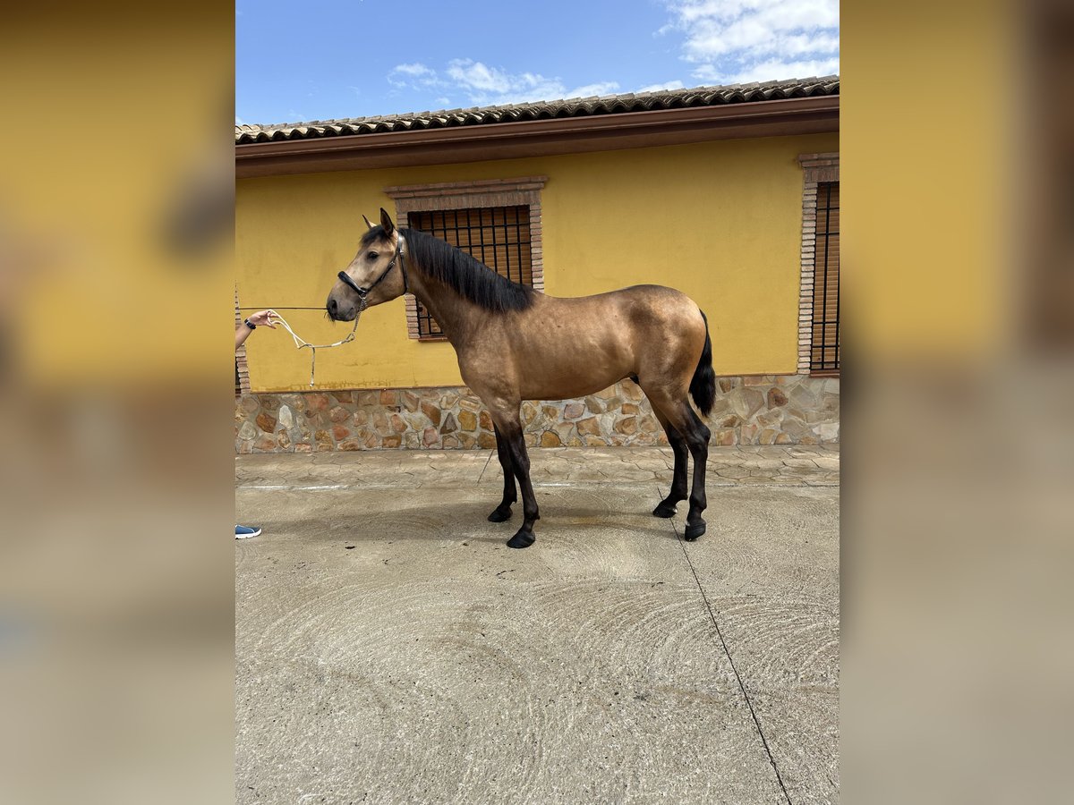 PRE Croisé Étalon 3 Ans 163 cm Isabelle in Valderrubio