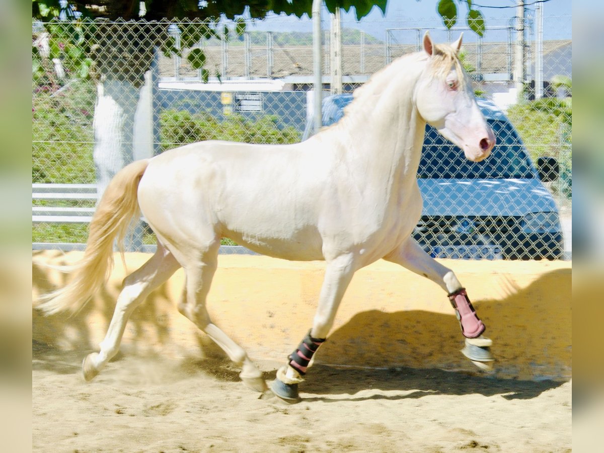 PRE Croisé Étalon 3 Ans 163 cm Perlino in München