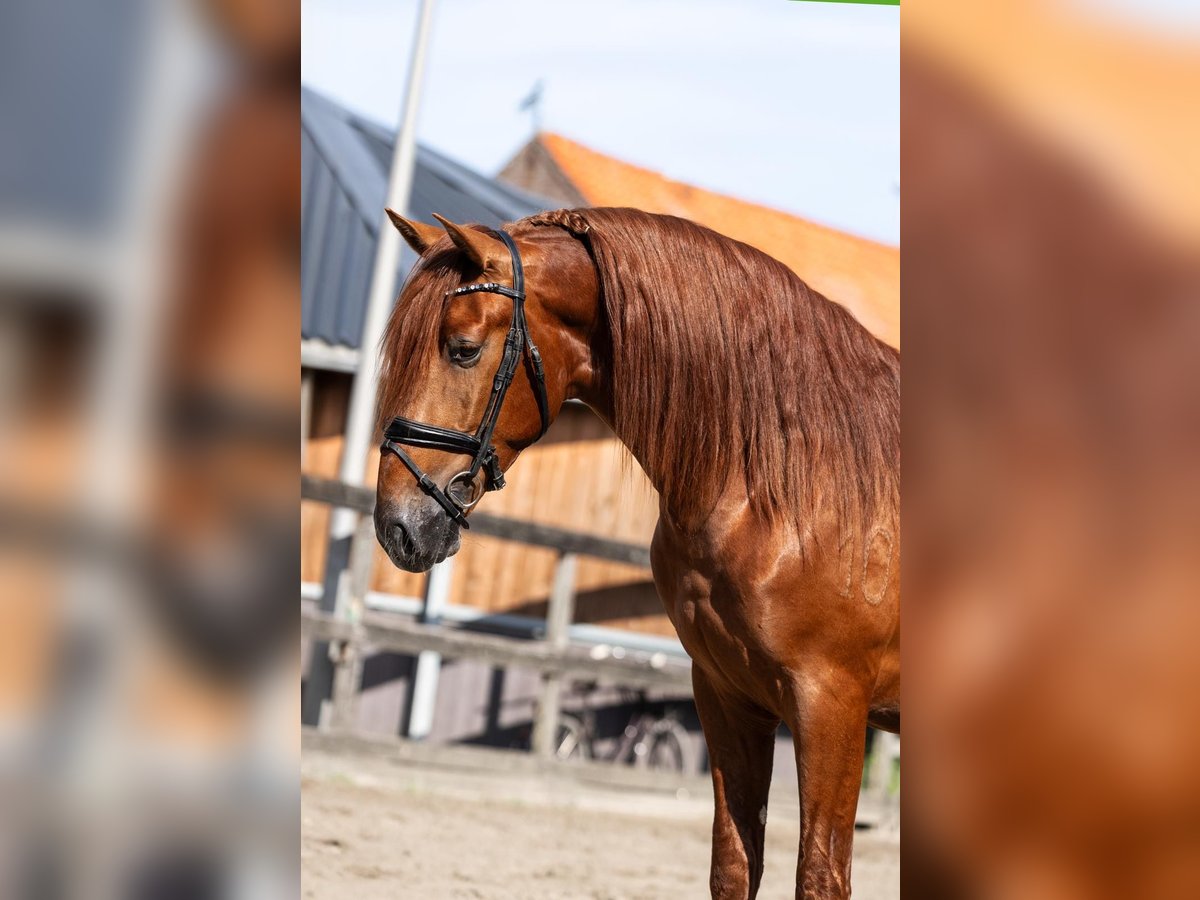 PRE Étalon 3 Ans 164 cm Alezan in Sm