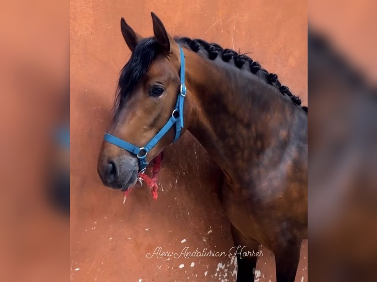 PRE Croisé Étalon 3 Ans 164 cm Bai in Sevilla