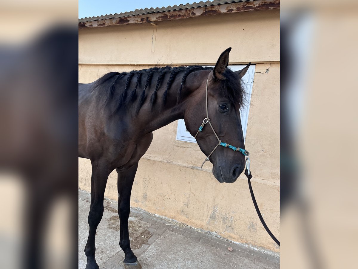 PRE Étalon 3 Ans 164 cm Bai in Montilla