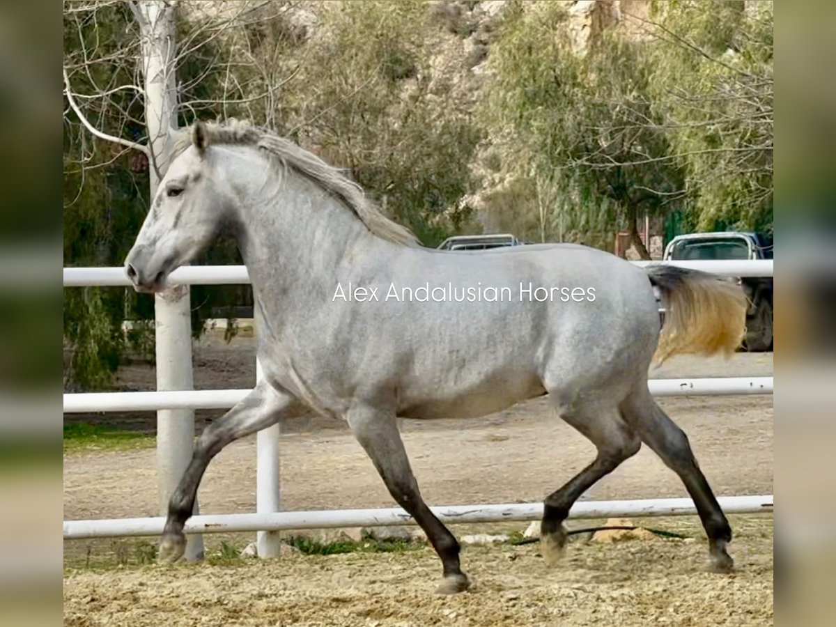 PRE Croisé Étalon 3 Ans 164 cm Gris in Sevilla