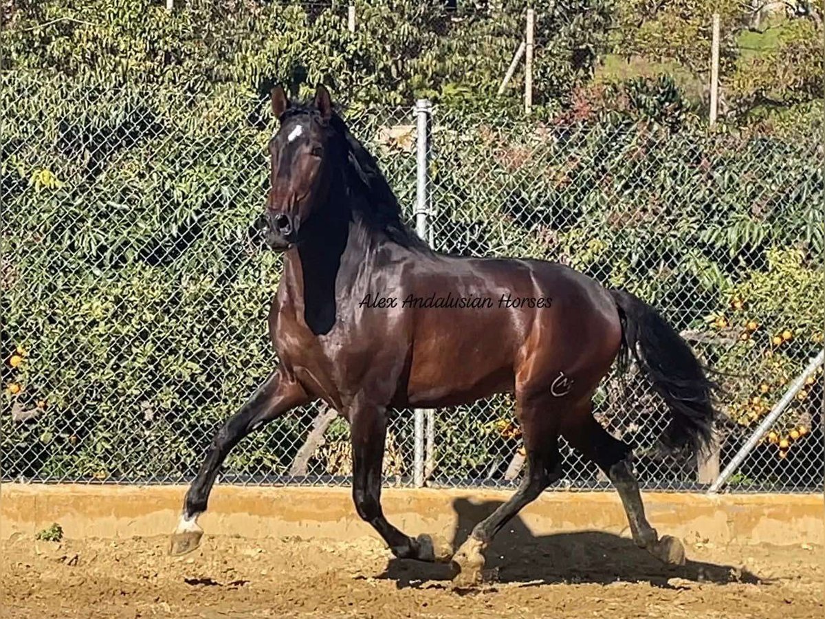 PRE Croisé Étalon 3 Ans 165 cm Bai in Sevilla