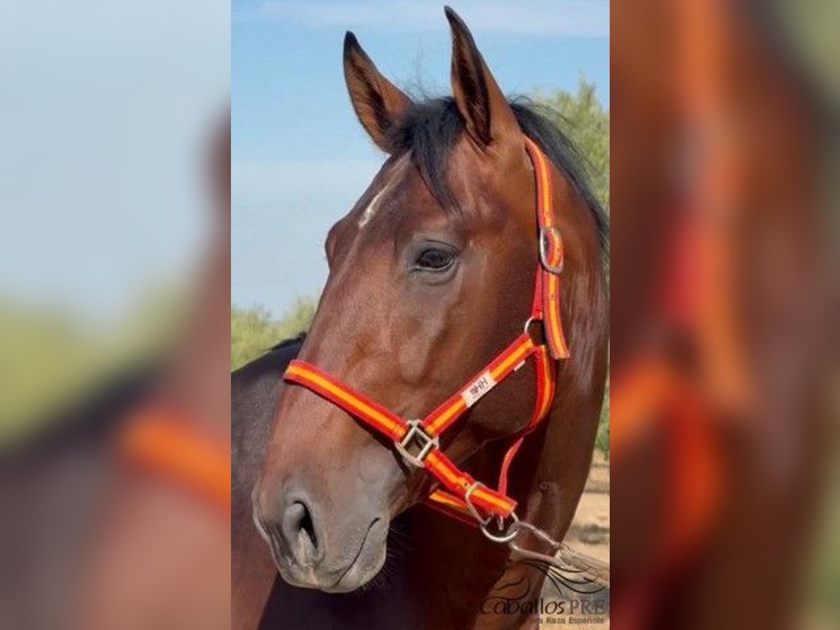 PRE Croisé Étalon 3 Ans 165 cm Bai in Merida