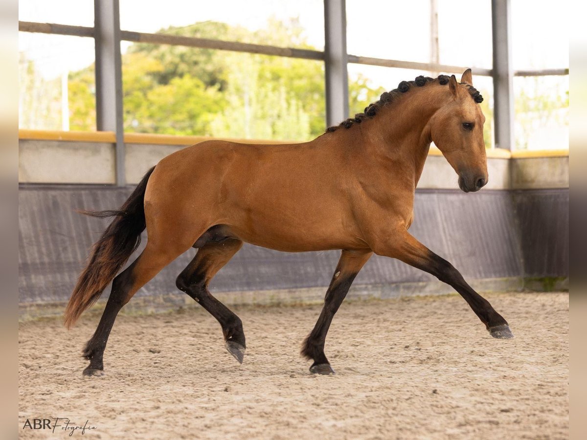 PRE Croisé Étalon 3 Ans 165 cm Buckskin in El Catllar