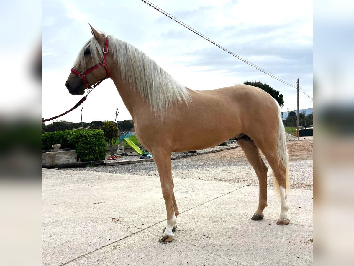 PRE Croisé Étalon 3 Ans 165 cm in Hamburg