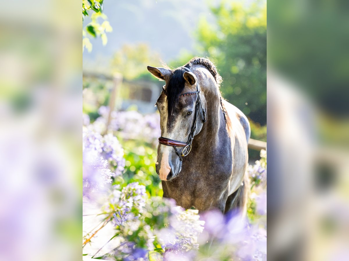 PRE Étalon 3 Ans 165 cm Gris in Ullastrell