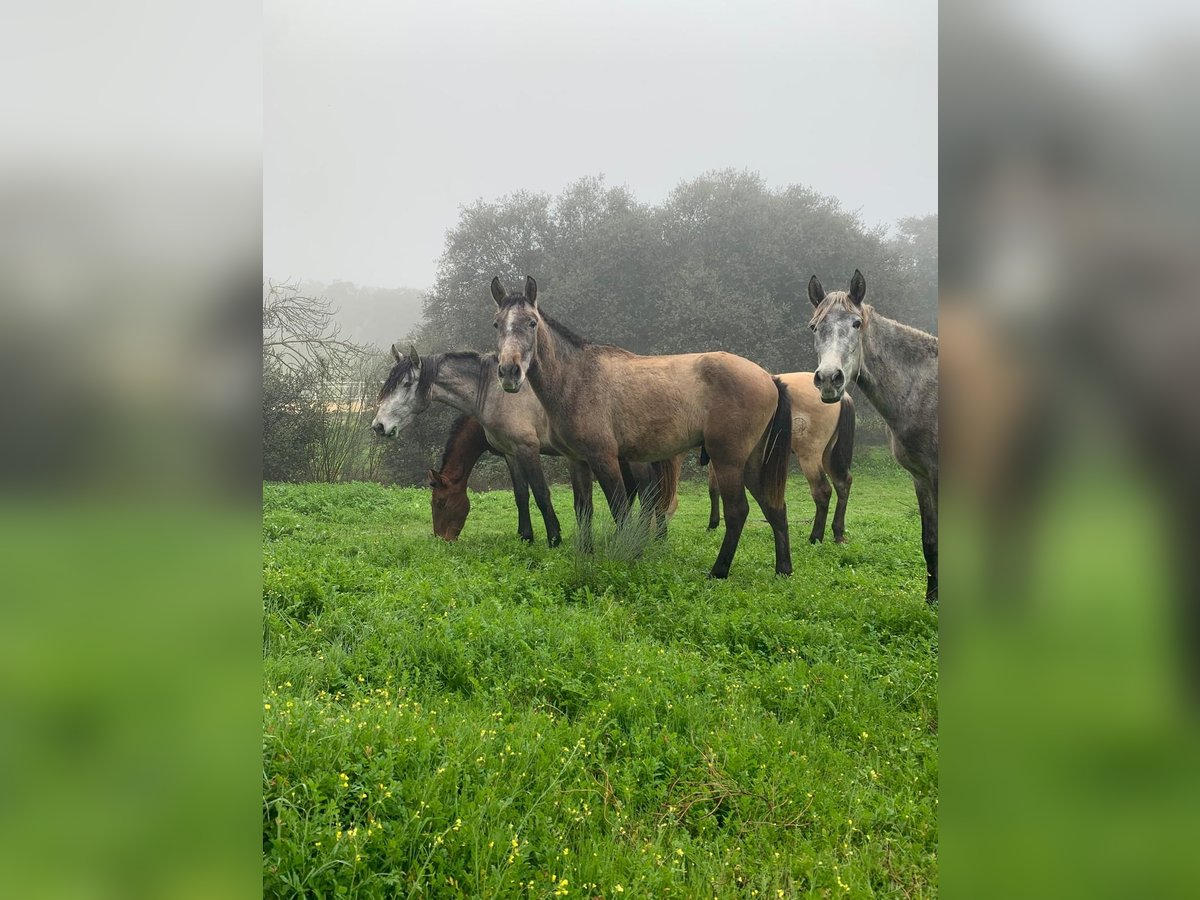 PRE Croisé Étalon 3 Ans 165 cm Gris in Cordoba