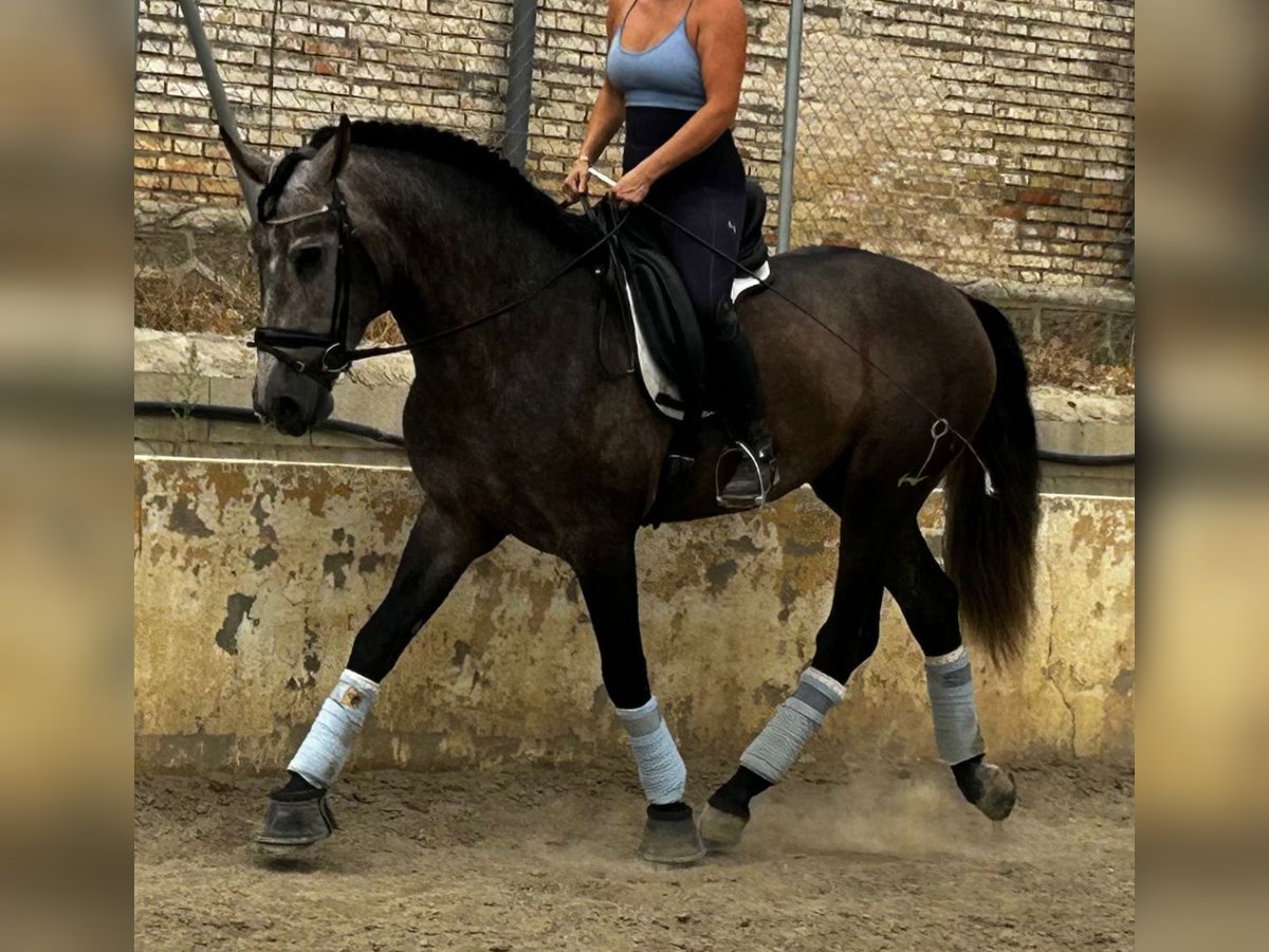 PRE Croisé Étalon 3 Ans 165 cm Gris noir in Martfeld