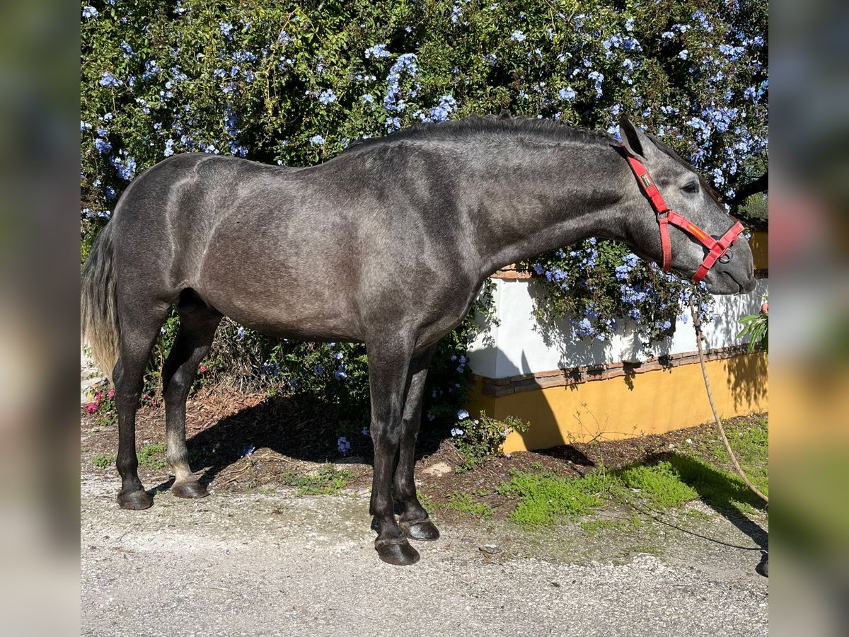 PRE Croisé Étalon 3 Ans 165 cm Gris pommelé in Martfeld