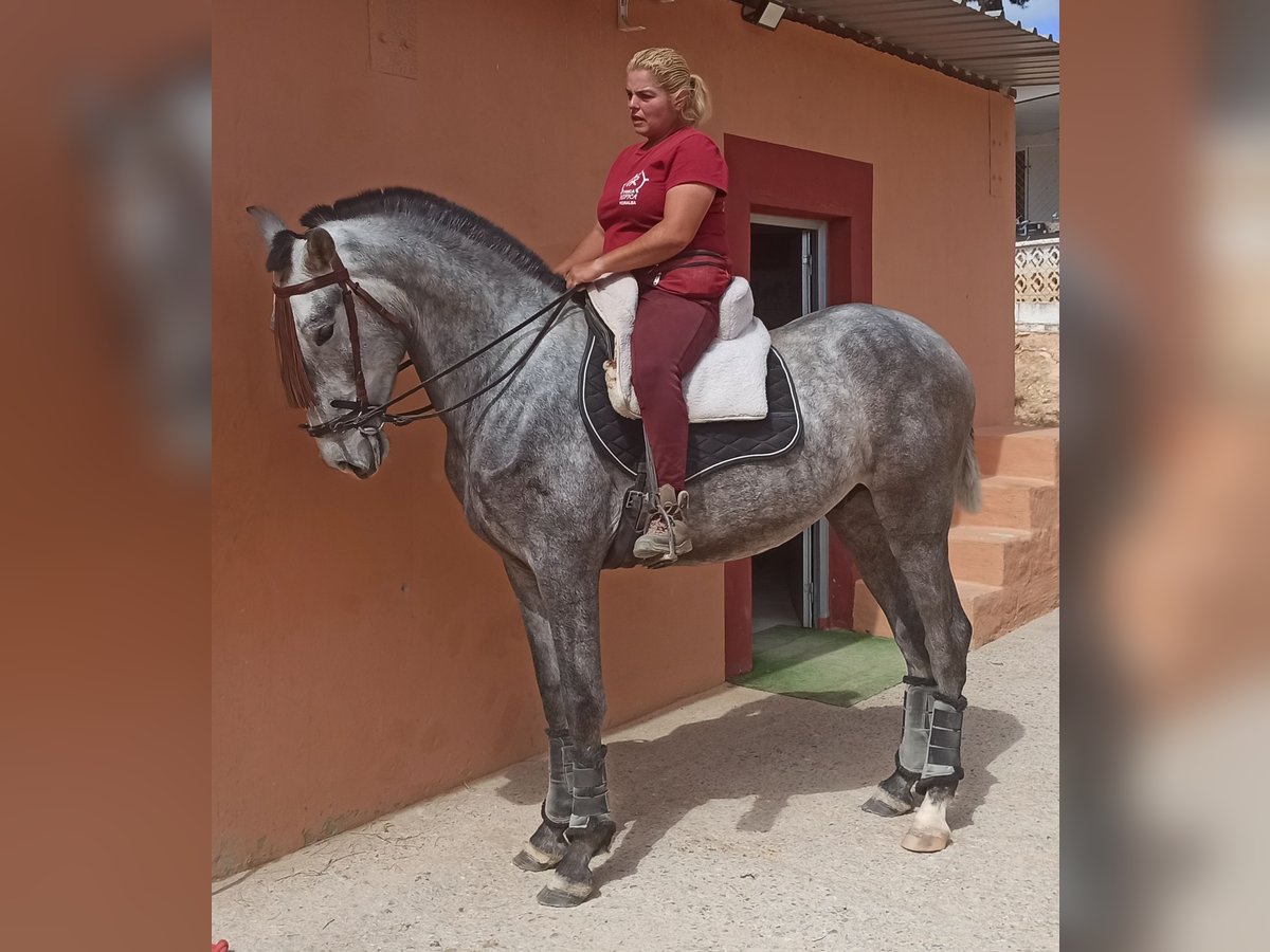 PRE Étalon 3 Ans 165 cm Gris pommelé in Pedralba