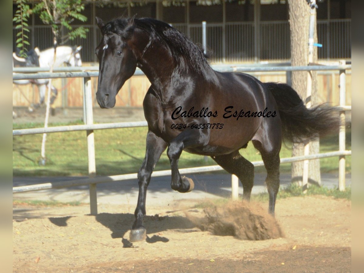 PRE Étalon 3 Ans 165 cm Noir in Vejer de la Frontera