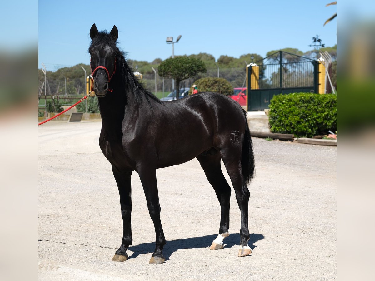 PRE Étalon 3 Ans 165 cm Noir in Hamburg
