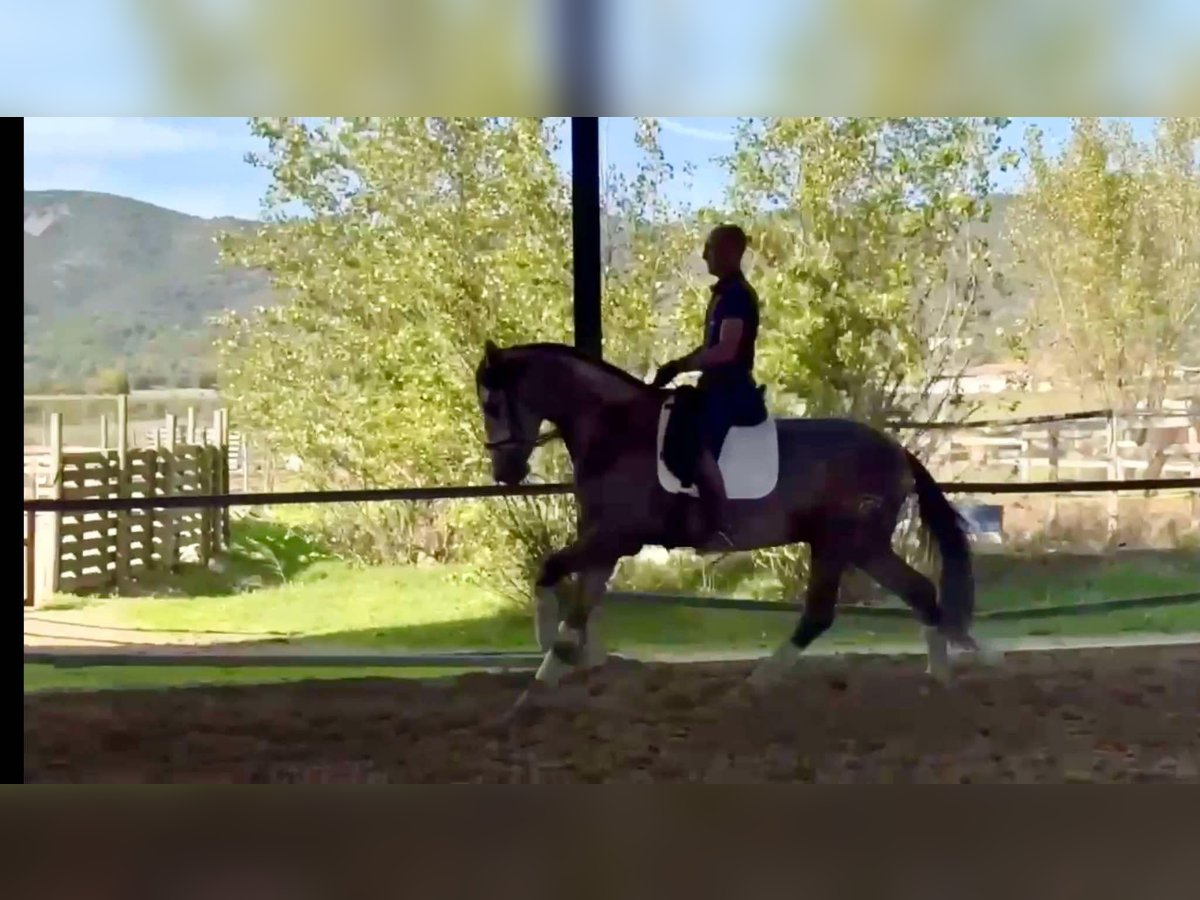 PRE Croisé Étalon 3 Ans 166 cm Gris in Galaroza