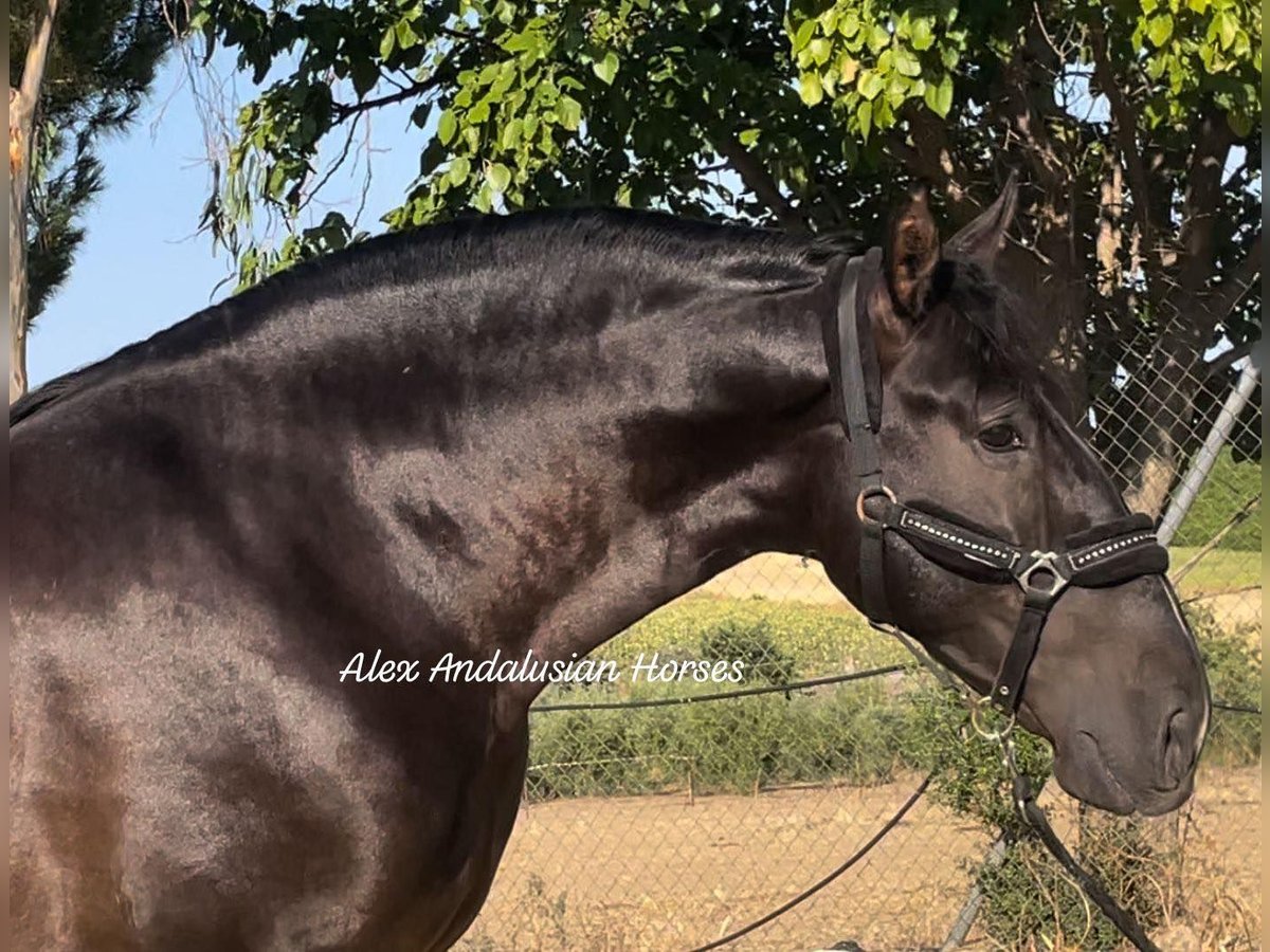 PRE Croisé Étalon 3 Ans 166 cm Noir in Sevilla