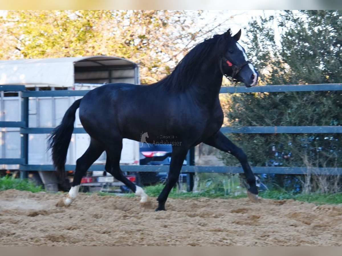 PRE Croisé Étalon 3 Ans 166 cm Noir in Provinz Malaga