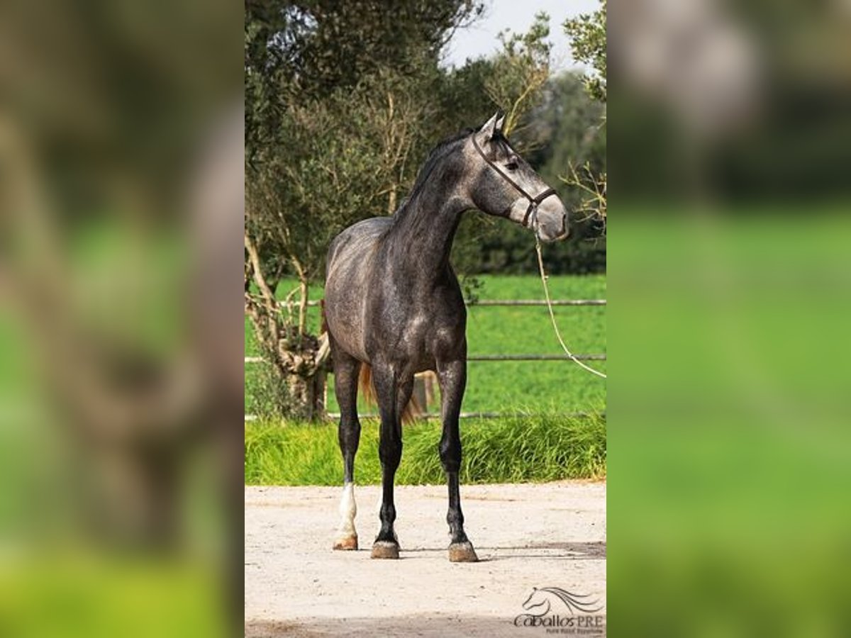 PRE Croisé Étalon 3 Ans 167 cm Gris in Mallorca