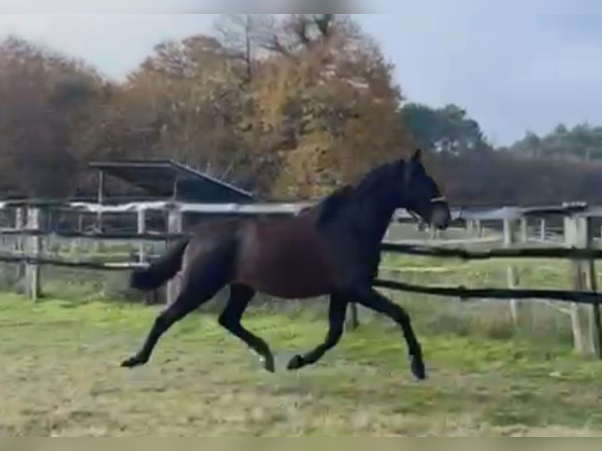 PRE Croisé Étalon 3 Ans 168 cm Bai brun in Oizé