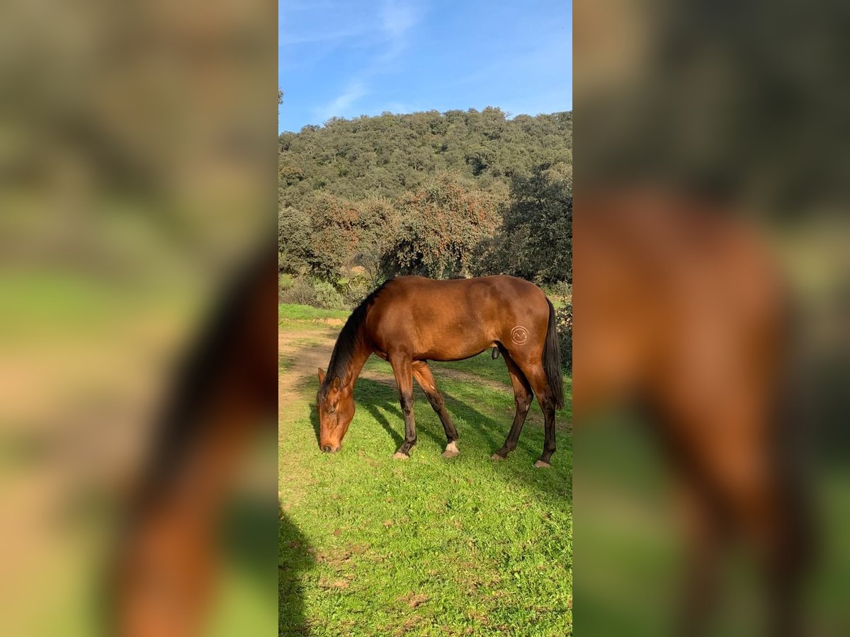 PRE Croisé Étalon 3 Ans 168 cm Bai cerise in Cordoba