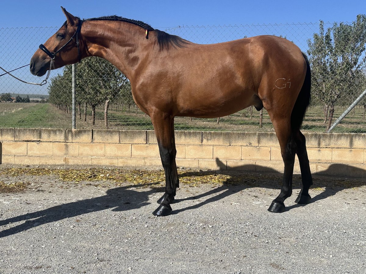 PRE Étalon 3 Ans 168 cm Bai in Valderrubio