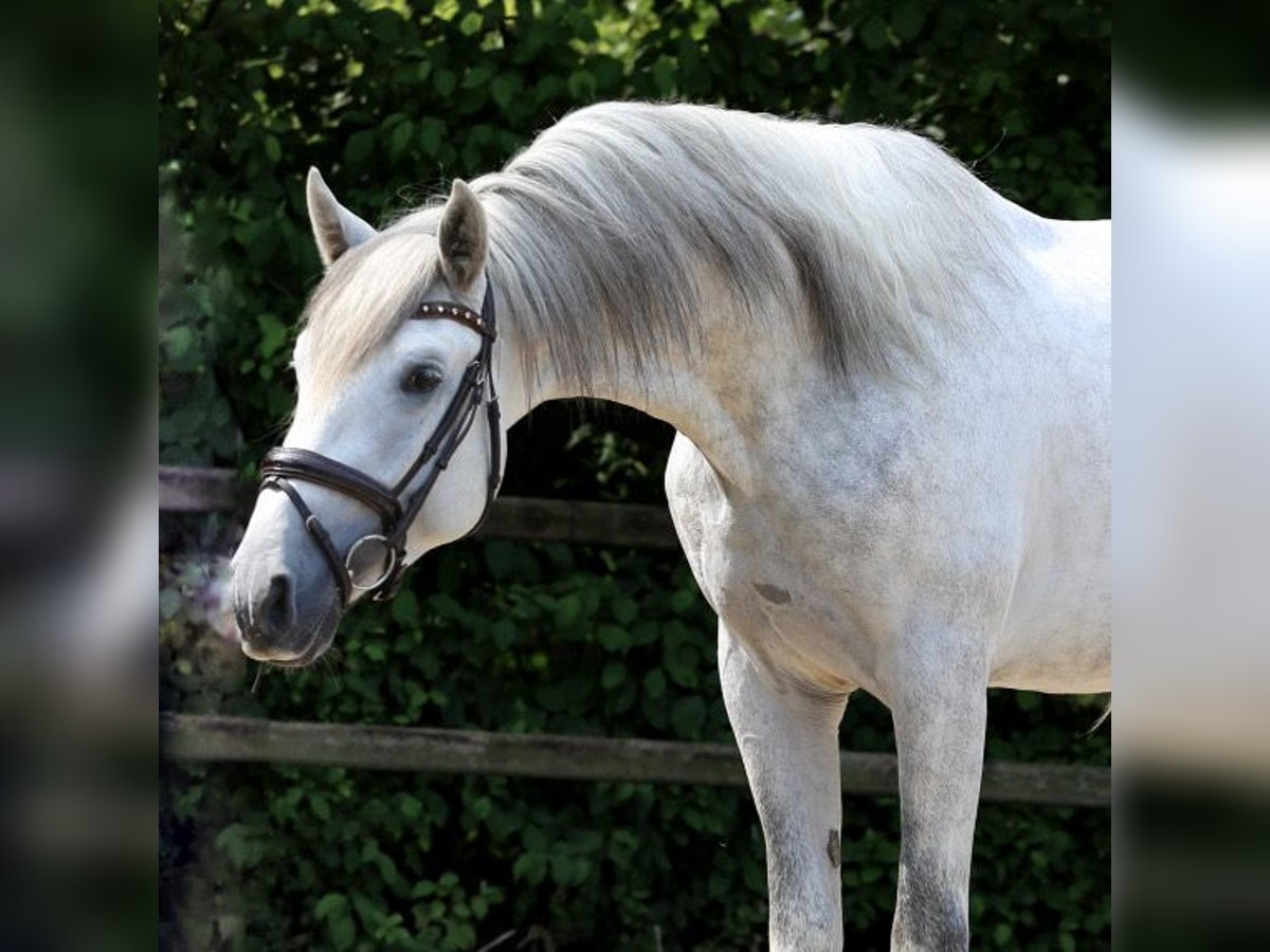 PRE Croisé Étalon 3 Ans 168 cm Gris in Heemskerk