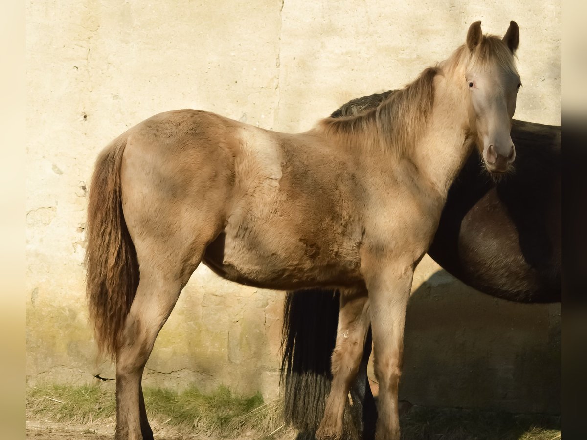 PRE Croisé Étalon 3 Ans 168 cm Perle in Kubschütz